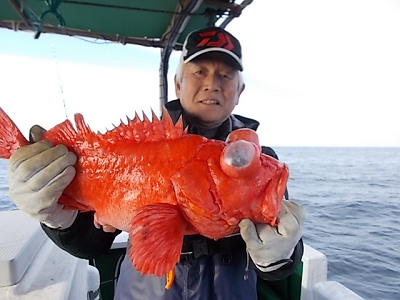 アコウ釣り