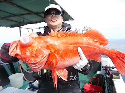 アコウ釣り