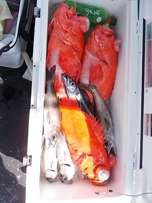 アコウ釣り