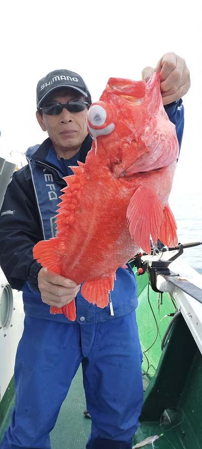 アコウ釣り