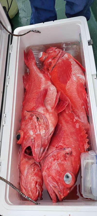 アコウ釣り