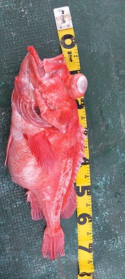 アコウ釣り