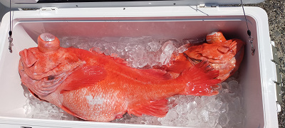 アコウ釣り