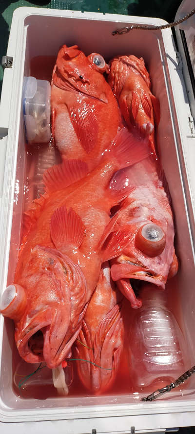 アコウ釣り