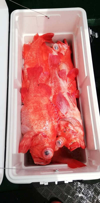 アコウ釣り