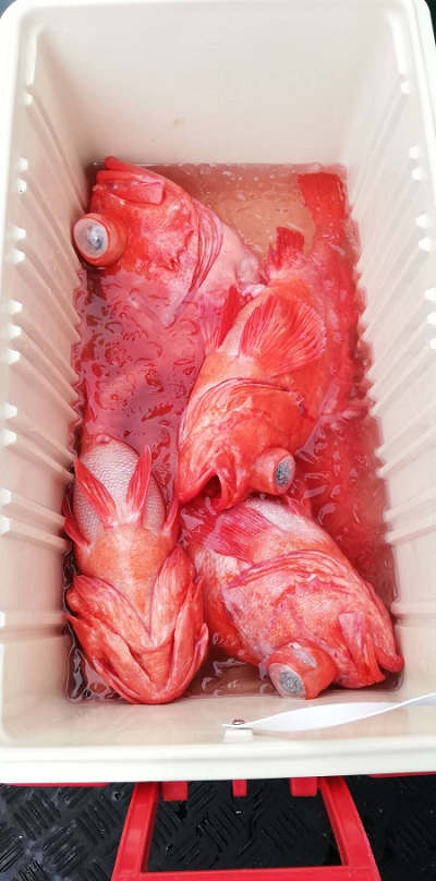 アコウ釣り