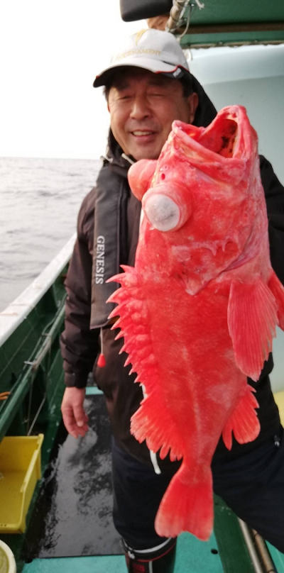 アコウ釣り