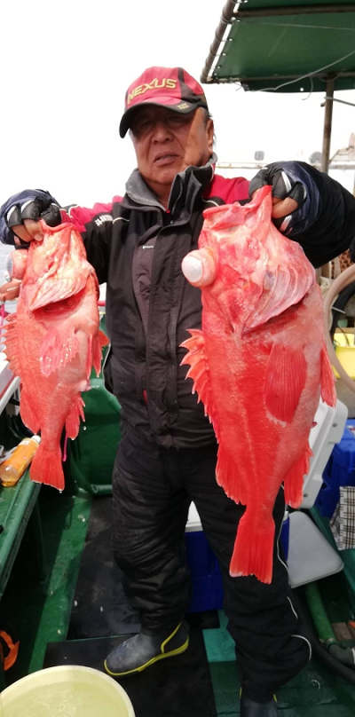 アコウ釣り