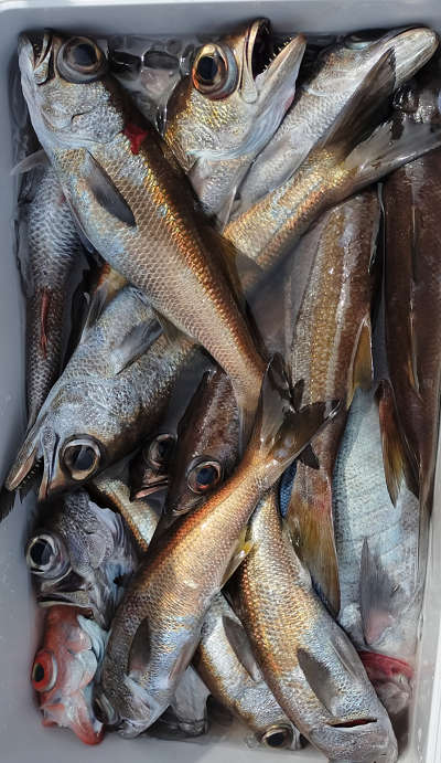中深海釣り