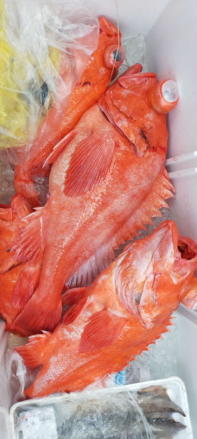 アコウ釣り