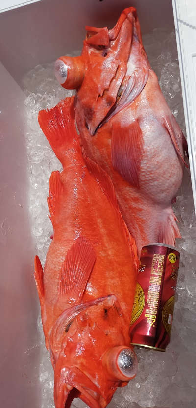 アコウ釣り