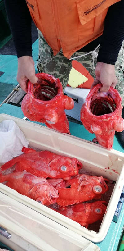 アコウ釣り