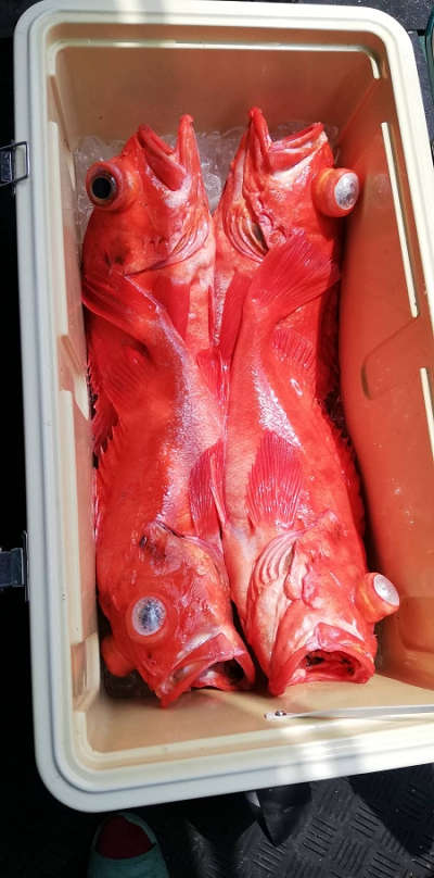アコウ釣り