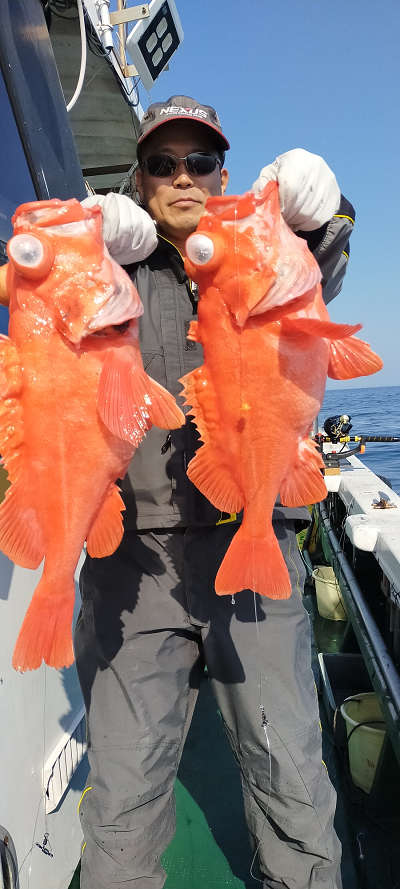 アコウ釣り