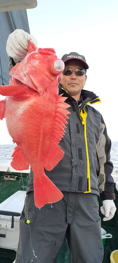 アコウ釣り