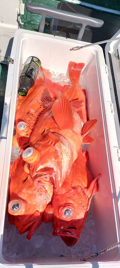 アコウ釣り