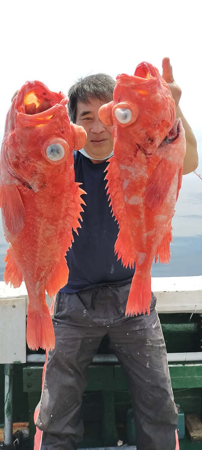 アコウ