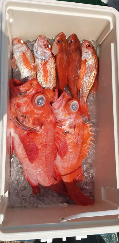 アコウ