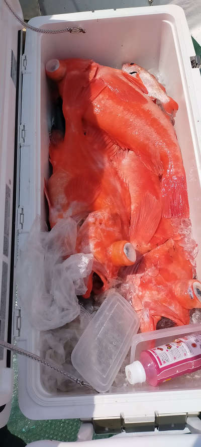 アコウ