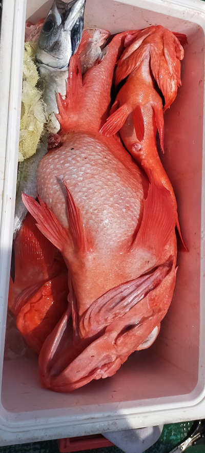 アコウ