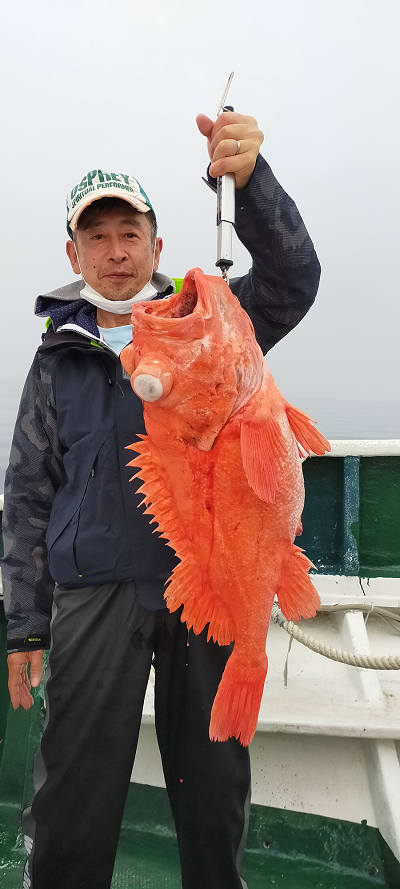 アコウ