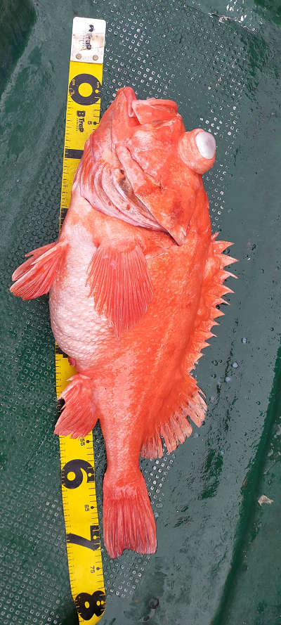 アコウ