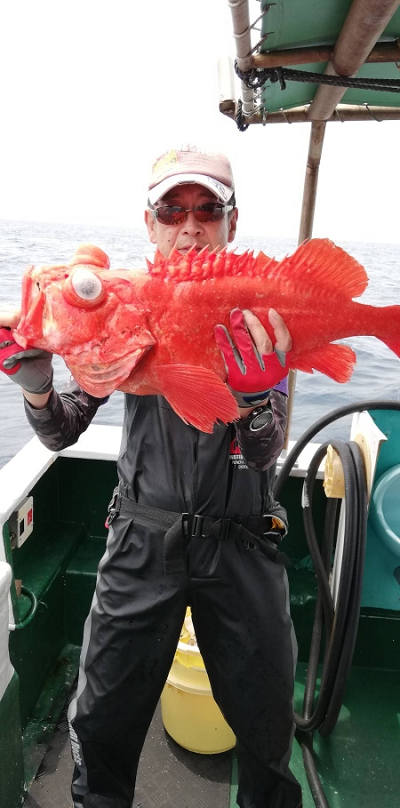 アコウ釣り