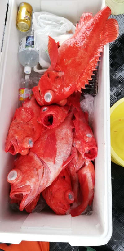 アコウ釣り