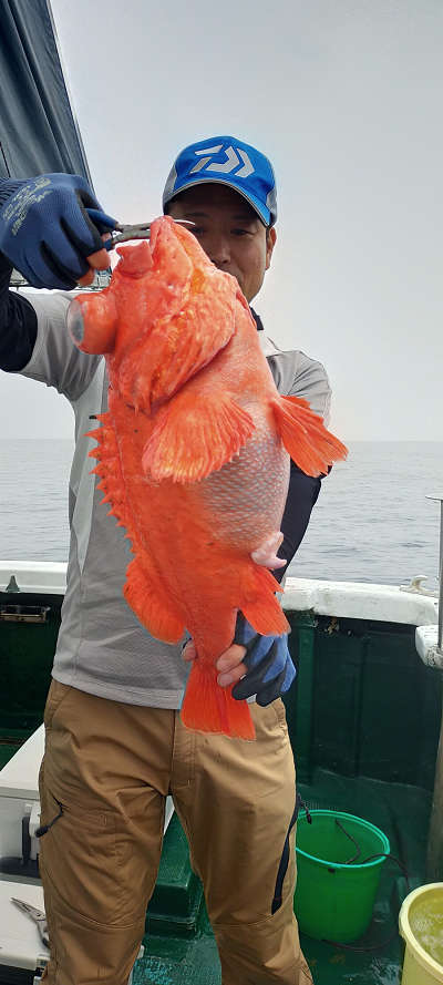 アコウ釣り