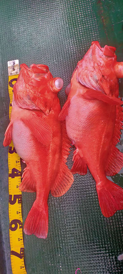 アコウ釣り