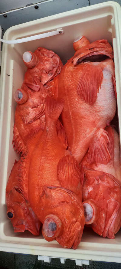 アコウ釣り
