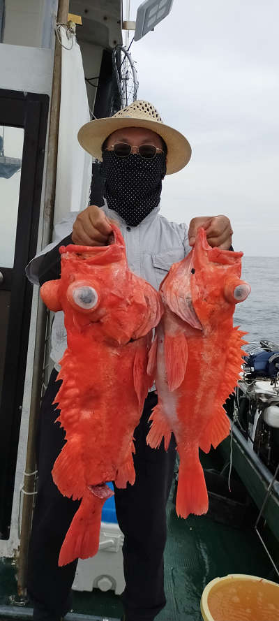 アコウ釣り