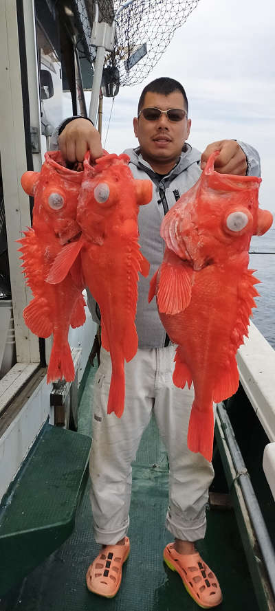 アコウ釣り