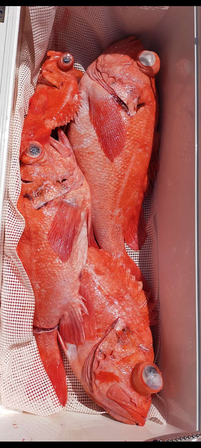 アコウ釣り