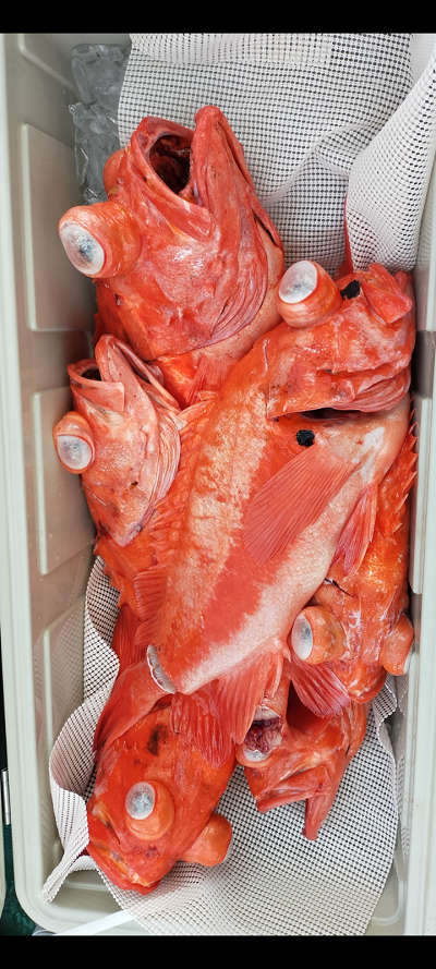 アコウ釣り