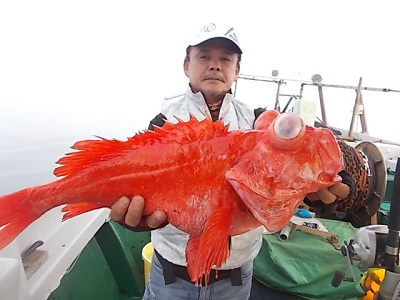 アコウ釣り