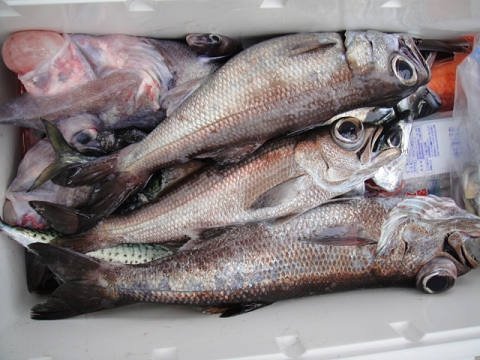 [Cނ