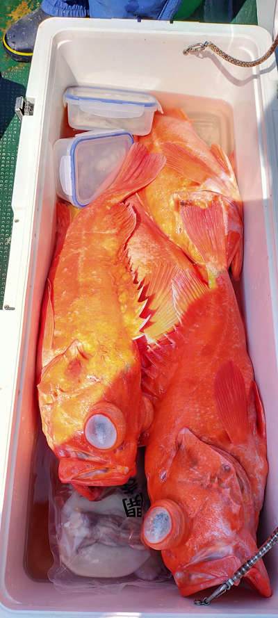 アコウ釣り