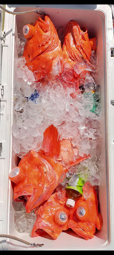 アコウ釣り