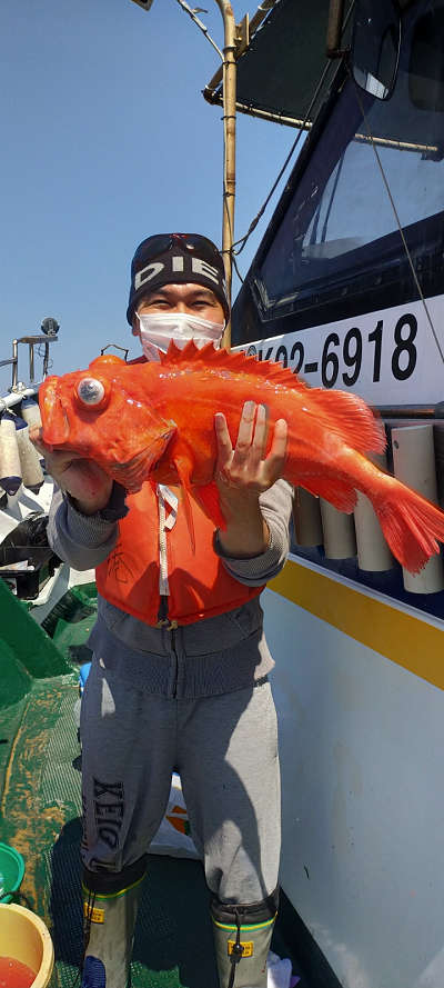 アコウ