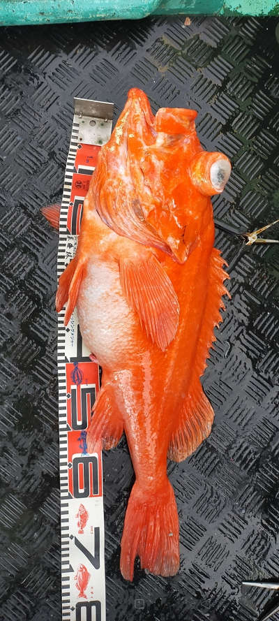 アコウ