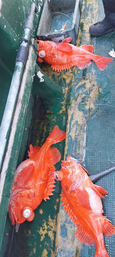 アコウ