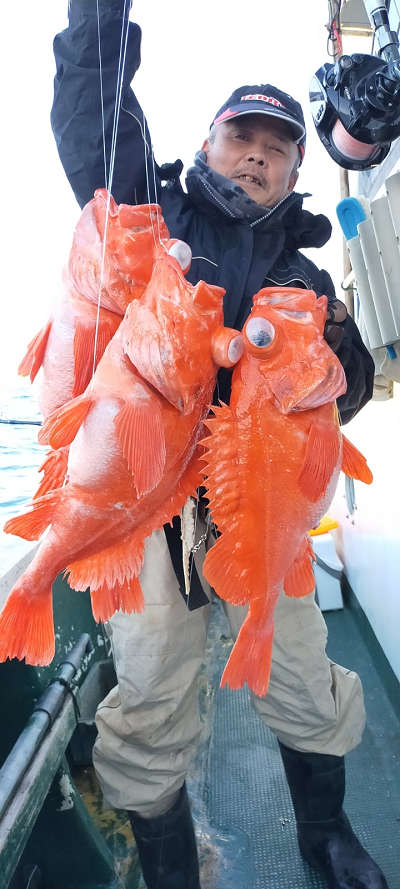 アコウ