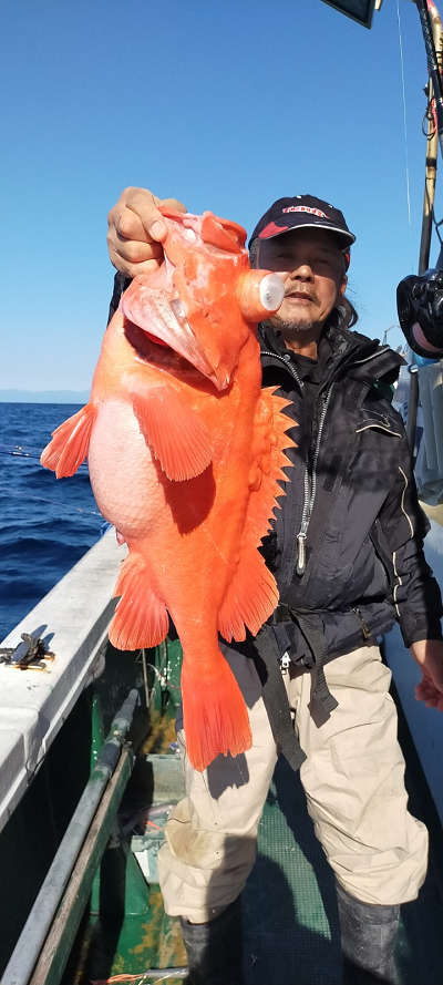 アコウ