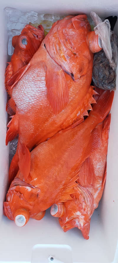 アコウ