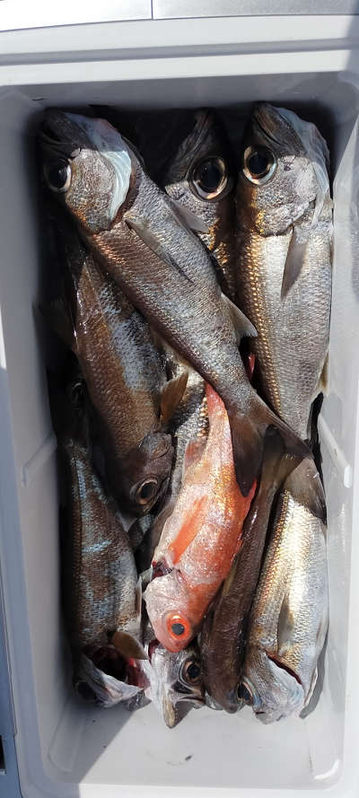 アカムツ・クロムツ釣り