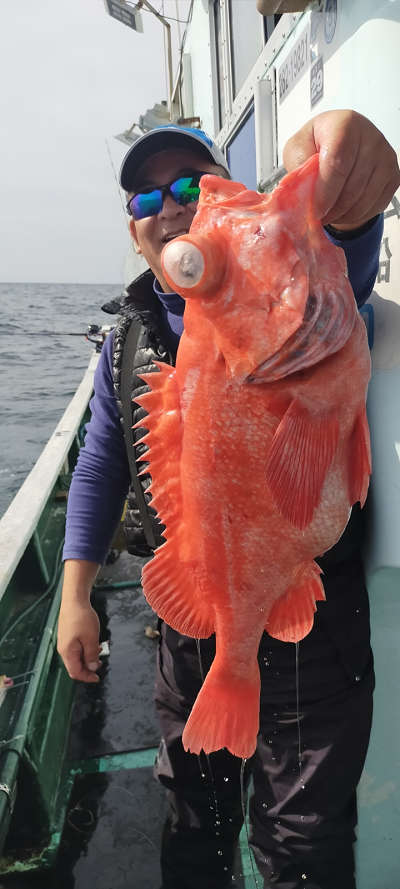 アコウ
