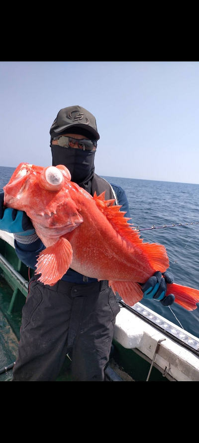 アコウ
