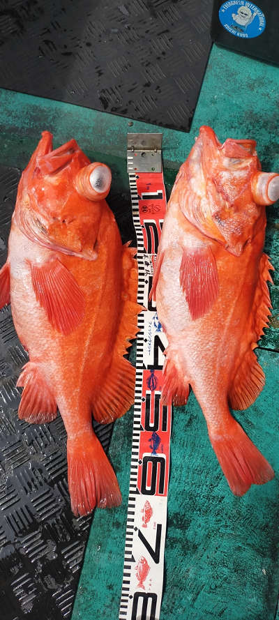 アコウ