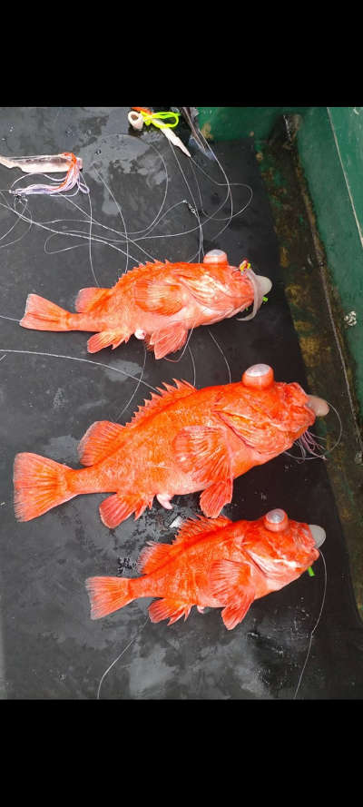 アコウ